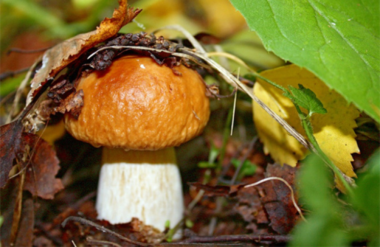 Що треба знати, щоб отримувати від грибі…