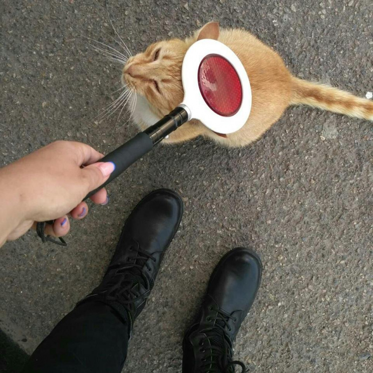В Запорожье рыжий кот несет службу в Пат…
