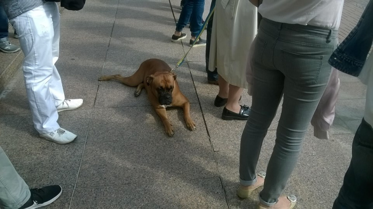 В Киеве даже собаки праздновали День Нез…