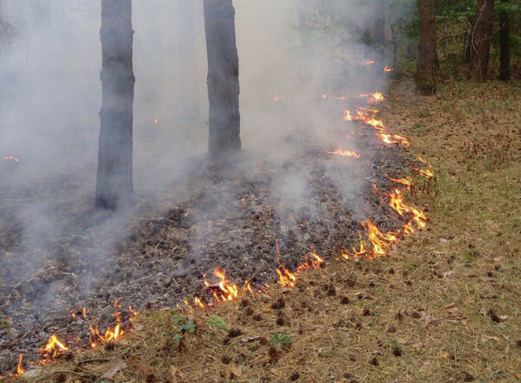 На Полтавщині знову горять ліси…