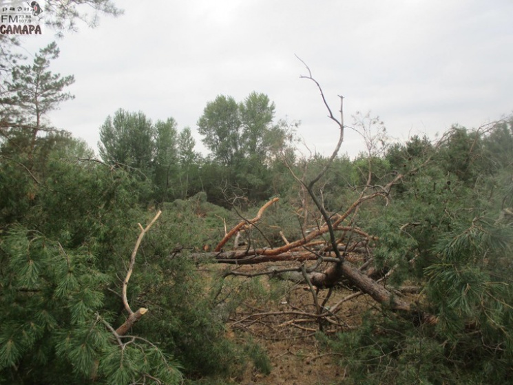 На Днепропетровщине вырубают деревья под…
