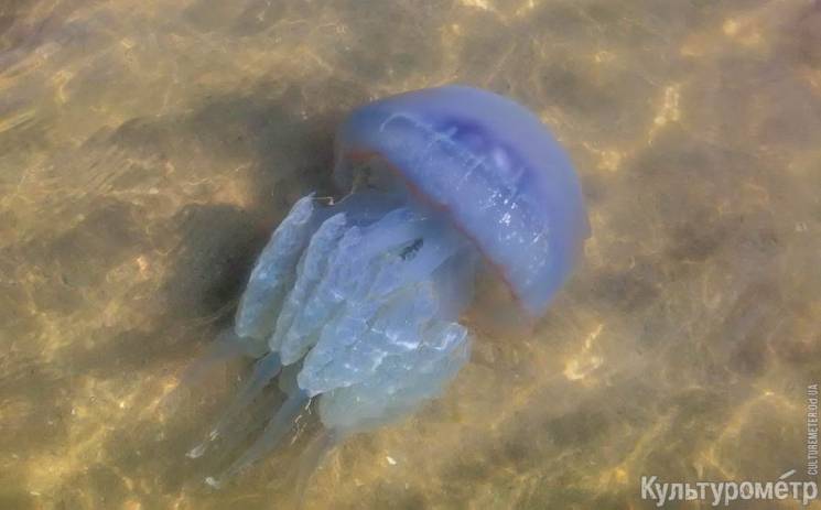 На одеському пляжі з&#039;явилися медузи…