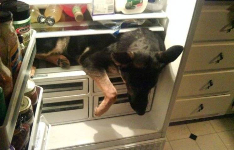 Як холодильник стає для домашніх улюблен…