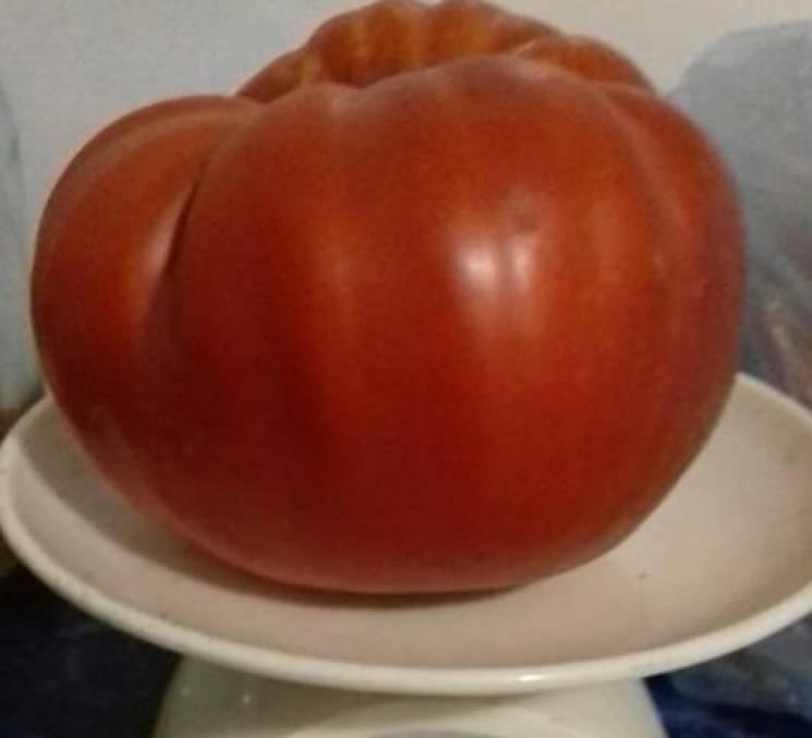 Запорізький аграрій виростив помідори-гі…