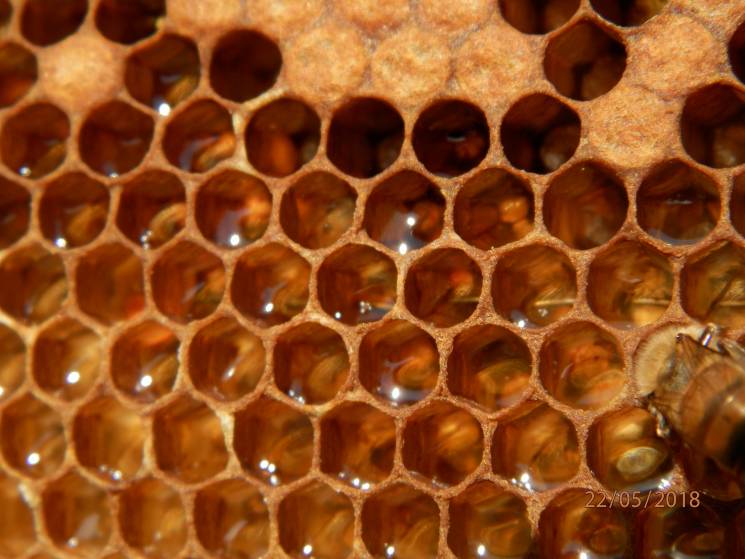 Медові історії: Як запорізькі бджолярі п…
