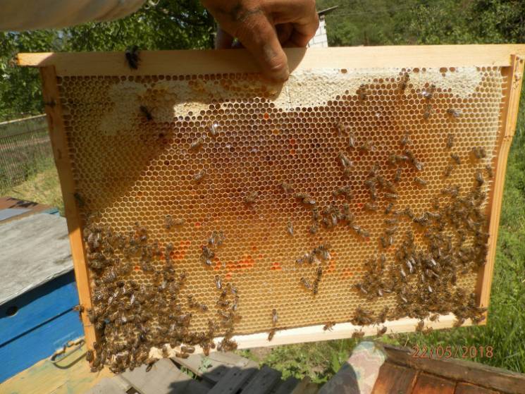 Запорізький виш почав готувати бджолярів…