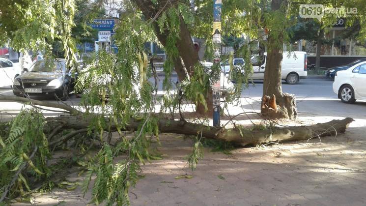 У Мелітополі дерево впало на велосипед (…