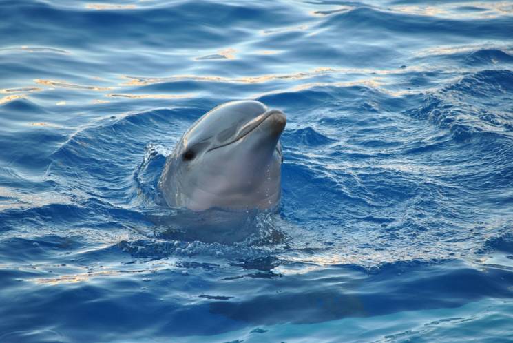 На берег Криму винесло мертвих дельфінів…