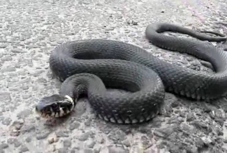 На Полтавщині змія вкусила п&#039;ятиріч…