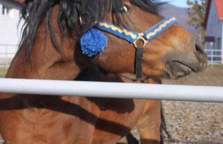 Карпатські гуцулики: Як добру справу заради добрих коней вбиває брак коштів