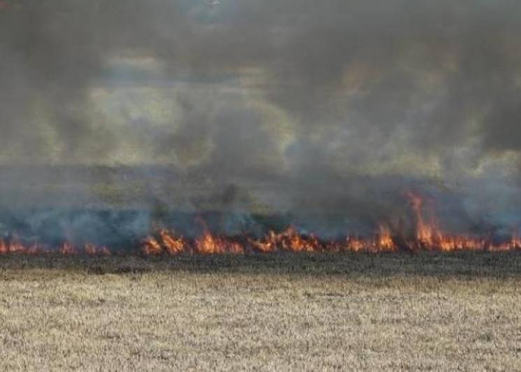В Анапі сталася пожежа в плавнях…
