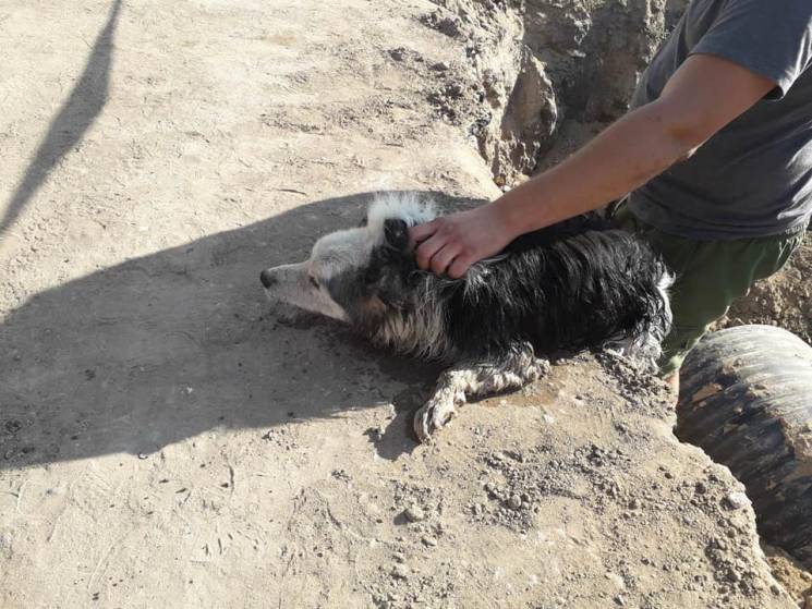У Харкові врятували пса, який впав у неп…