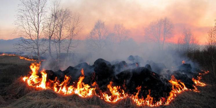 На Закарпатье с начала года огонь выжег…