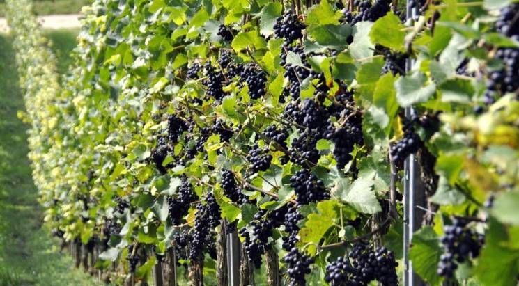 На Одещині підпалили виноградники францу…