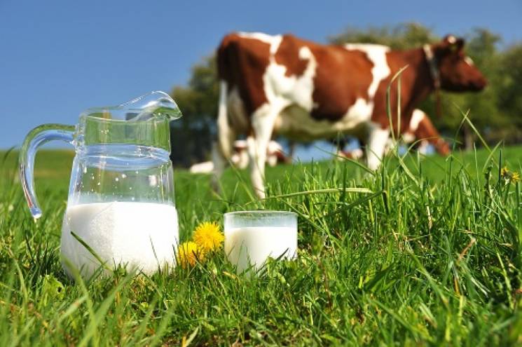 За темпами росту виробництва молока Хмел…