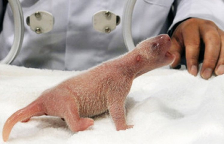 В Японском зоопарке родились панды-близн…