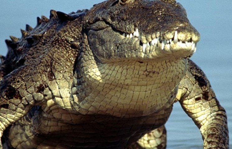 Крокодил съел гольфиста на озере Паника…