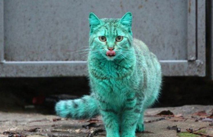 Таємничий зелений кіт гуляє по вулицях б…