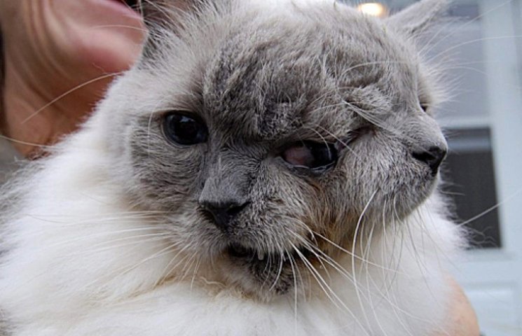 Помер найстарший двомордий кіт у світі…