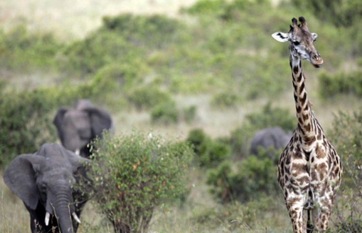 Учені б'ють тривогу: слони і жирафи пост…