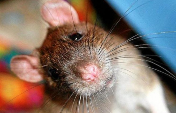 У США самці щурів віддають перевагу самк…