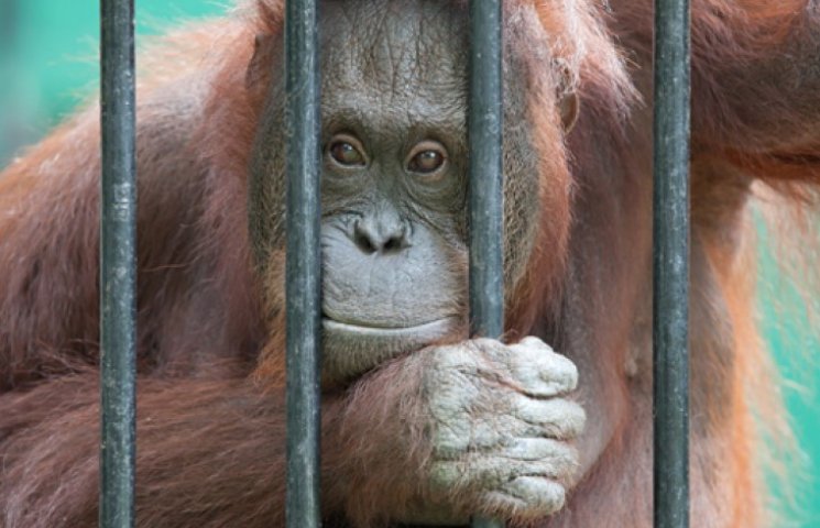В Аргентине орангутангу через суд дали п…