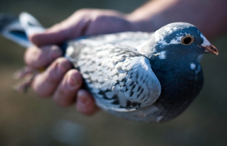 В Германии украли почтового голубя за 15…