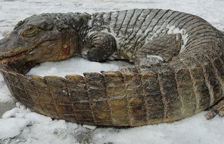 Крокодил в Крыму не пережил отключений с…