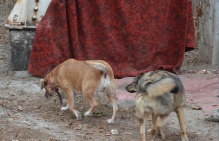 Собак-инвалидов в запорожском приюте сог…