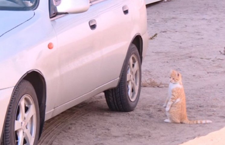 Донецьке кошеня дивно розважається у зап…