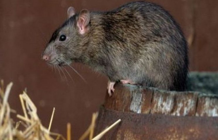 В Ужгороде - нашествие крыс…