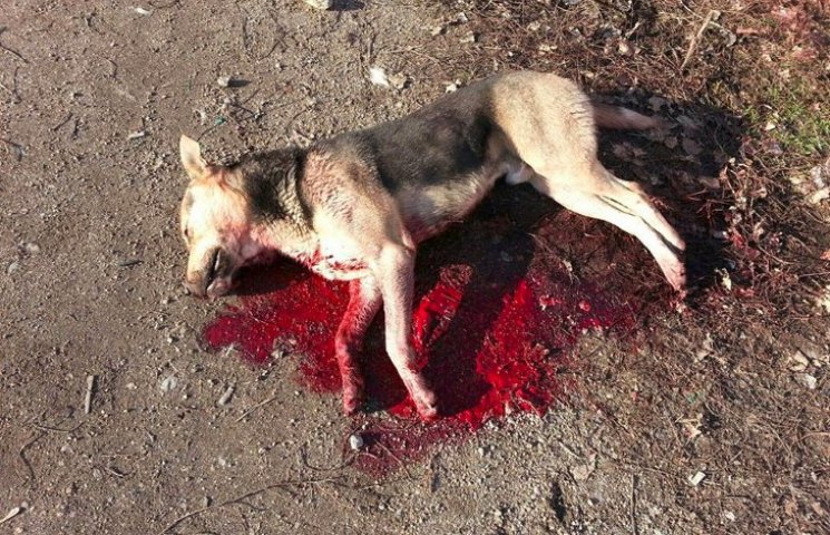 У Кіровограді відстрілюють собак…