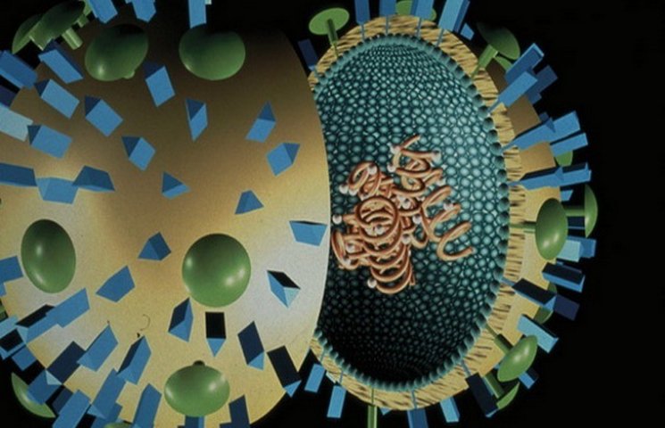 Львовщину атакуют два новых вируса грипп…