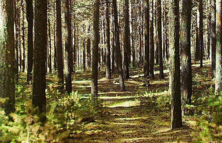 На Вінниччині бюрократія "витісняє" ліси…