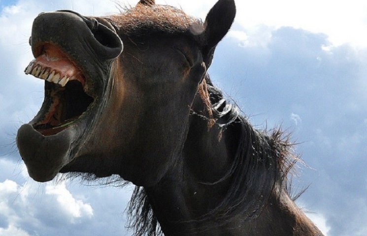 В Харькове пони начали пользоваться горо…