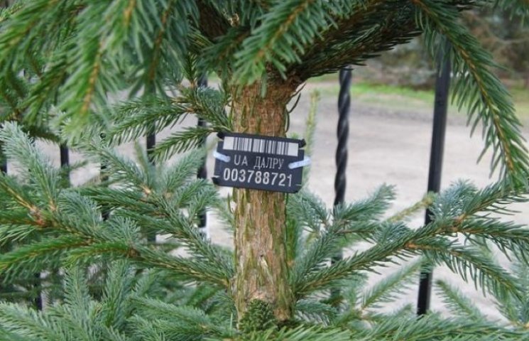 Новогодняя елка для киевлян будет стоить…