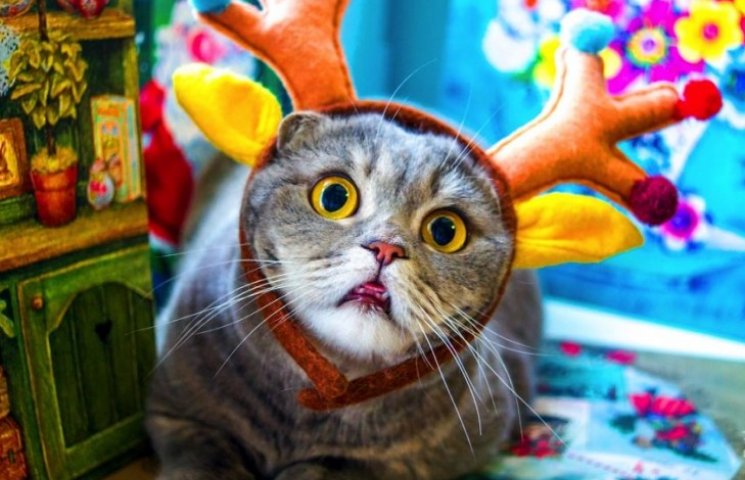 Рождественская фотосессия кошки из Росси…