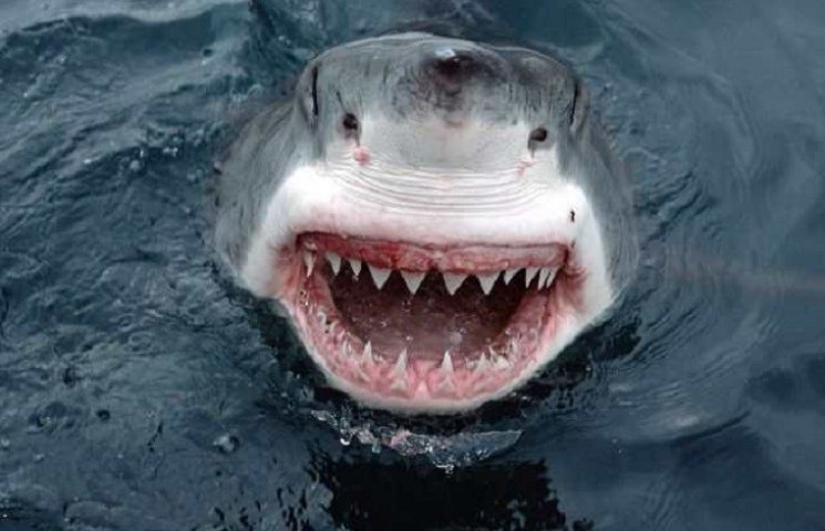 В Австралії акула ледь не з'їла 65-річно…