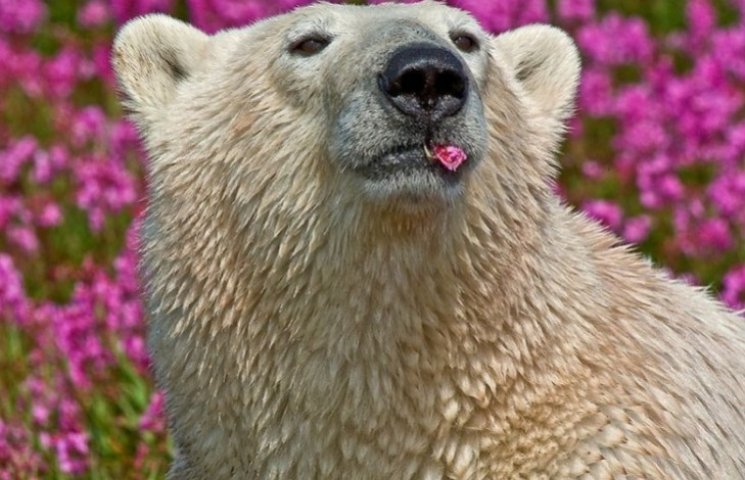 Как романтично выглядят белые медведи в…