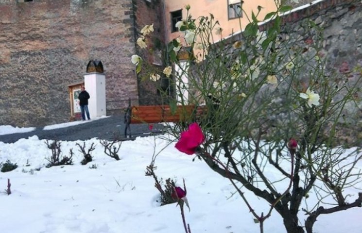 В Мукачево посреди снега расцвели розы…