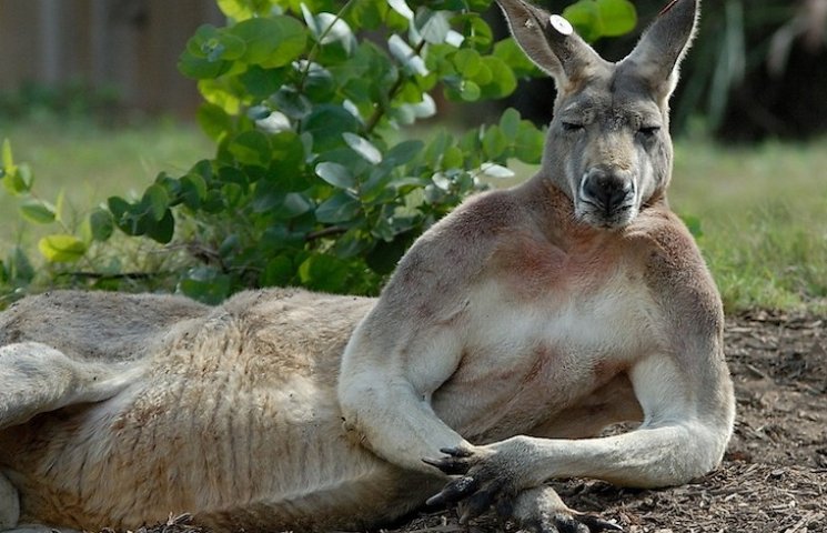 Бої без правил: Австралієць вдарив кенгу…