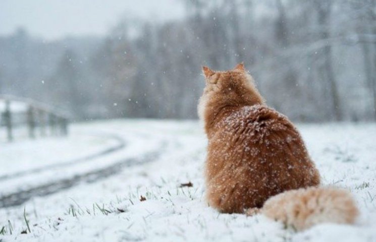 Погода на тиждень: В Україні сніжитиме,…