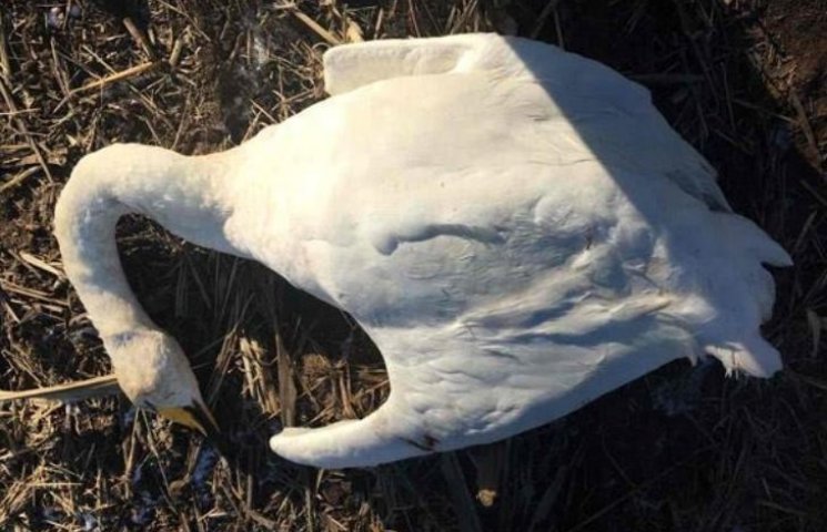 Поліція встановила, хто розстріляв лебед…