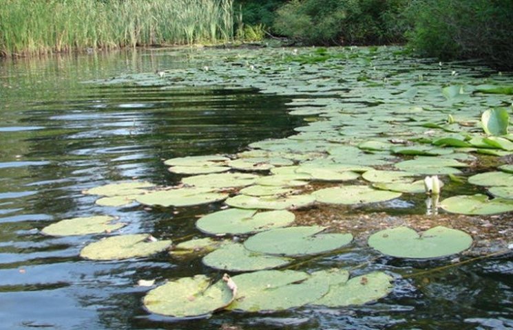 Живописное болото на Запорожье получило…