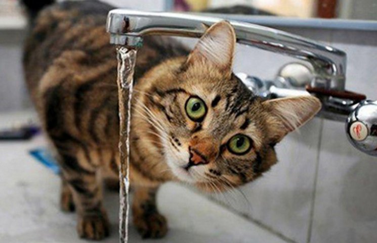 Як кіт миється водою з-під крану (ВІДЕО)…