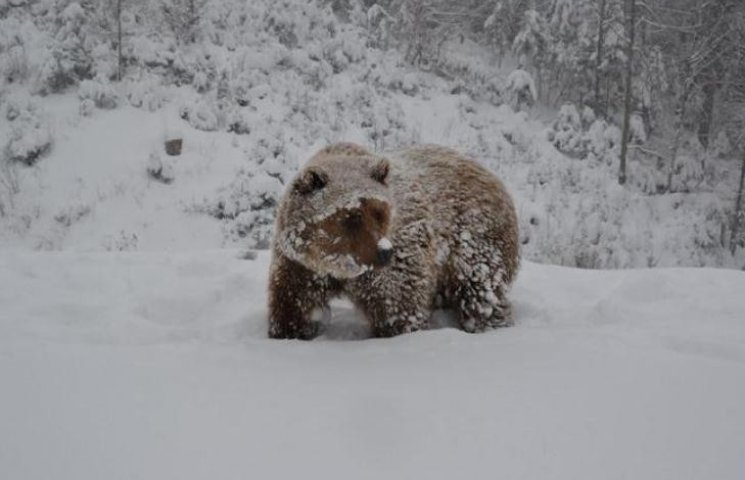 Нарешті: Синевирські ведмеді потроху зас…
