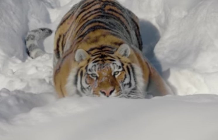 Как дрон снимал уссурийских тигров в дик…