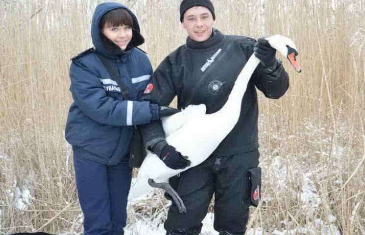 В Днипре спасали лебедя с огнестрельным…