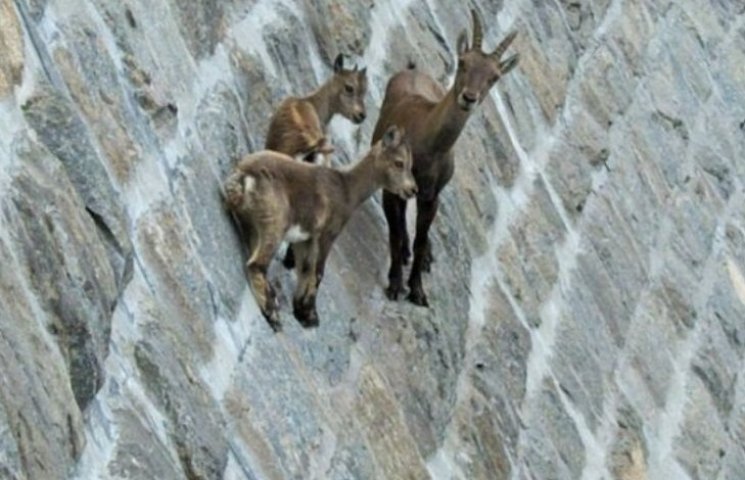Як гірські кози доводять, що вони найбез…