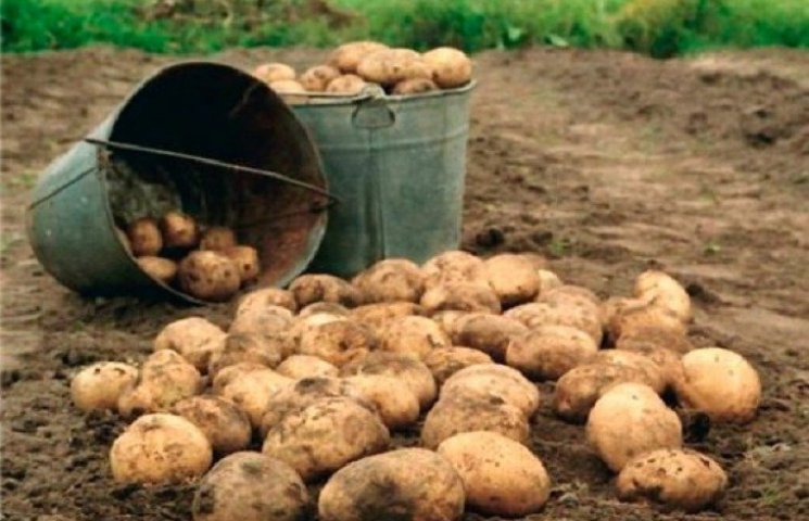 На России в пакете с картошкой нашли кру…